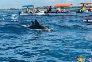 Au départ de Nungwi/Kendwa : excursion « Étoiles de mer et dauphins de l'atoll de Mnemba ».