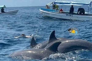 Au départ de Nungwi/Kendwa : excursion « Étoiles de mer et dauphins de l'atoll de Mnemba ».