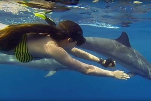 Da Nungwi: Gita in barca a Mnemba e avventura di snorkeling con i delfini