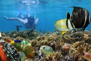 Desde Nungwi: excursión para ver delfines y practicar snorkel en Mnemba