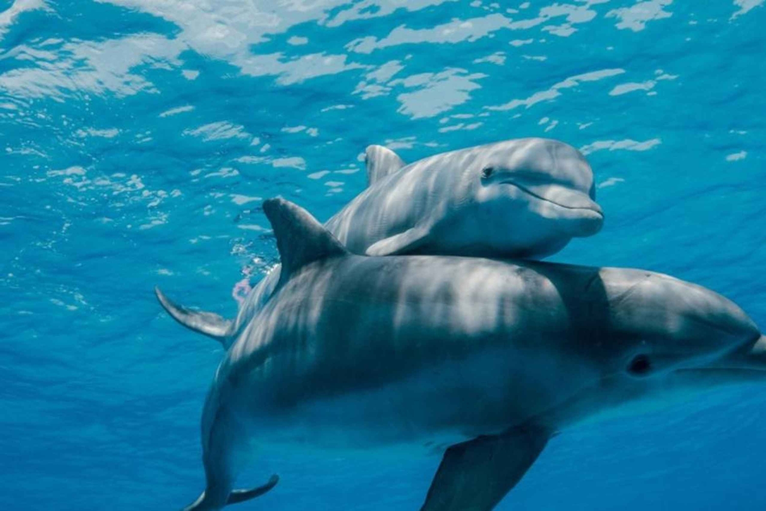 FROM NUNGWI; MNEMBA SNORKELING AND DOLPHIN TOUR