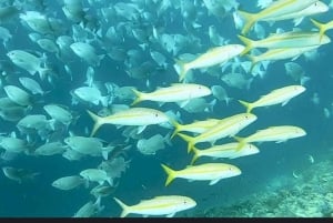 VANUIT NUNGWI; SNORKELEN EN DOLFIJNENTOUR OP MNEMBA