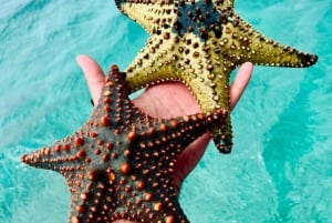 VANUIT NUNGWI; SNORKELEN EN DOLFIJNENTOUR OP MNEMBA