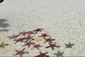 VANUIT NUNGWI; SNORKELEN EN DOLFIJNENTOUR OP MNEMBA