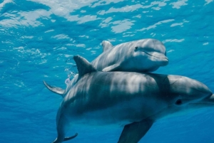 FROM NUNGWI; MNEMBA SNORKELING AND DOLPHIN TOUR