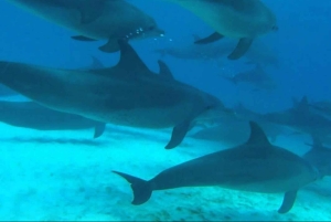 FROM NUNGWI; MNEMBA SNORKELING AND DOLPHIN TOUR