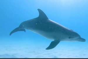 FROM NUNGWI; MNEMBA SNORKELING AND DOLPHIN TOUR