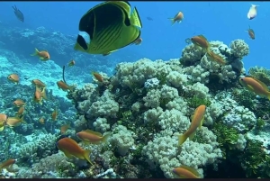 FROM NUNGWI; MNEMBA SNORKELING AND DOLPHIN TOUR