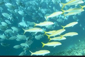 FROM NUNGWI; MNEMBA SNORKELING AND DOLPHIN TOUR