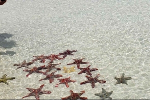 FROM NUNGWI; MNEMBA SNORKELING AND DOLPHIN TOUR