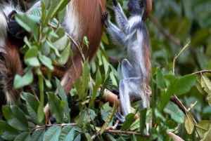 AU DÉPART DE NUNGWI/KENDWA : FORÊT DE JOZANI, ÎLE DE LA PRISON ET VILLE DE PIERRE