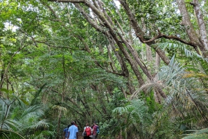 AU DÉPART DE NUNGWI/KENDWA : FORÊT DE JOZANI, ÎLE DE LA PRISON ET VILLE DE PIERRE