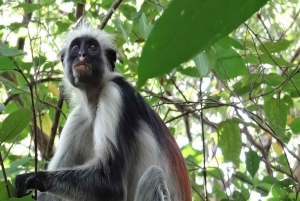 AU DÉPART DE NUNGWI/KENDWA : FORÊT DE JOZANI, ÎLE DE LA PRISON ET VILLE DE PIERRE