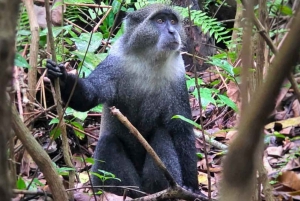 AU DÉPART DE NUNGWI/KENDWA : FORÊT DE JOZANI, ÎLE DE LA PRISON ET VILLE DE PIERRE