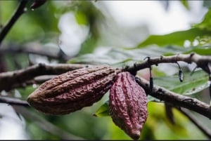 FROM NUNGWI: STONE TOWN, SPICE FARM TOUR AND PRISONAL ISLAND