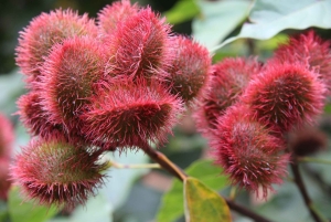 Kivikaupungista: Sansibarin maustekierros