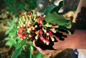 Kivikaupungista: Sansibarin maustekierros