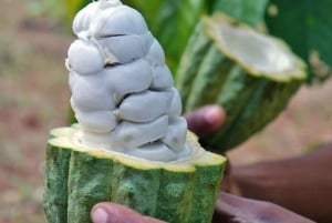 From Wete: Pemba Spice Farm and Oil Distillery Tour