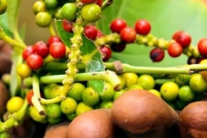 From Wete: Pemba Spice Farm and Oil Distillery Tour