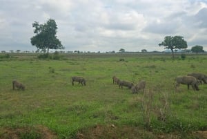 From Zanzibar: 1 Day Mikumi Safari by Flight