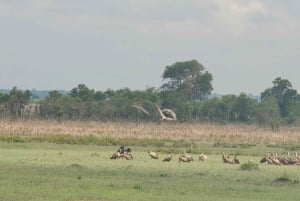 From Zanzibar: 1 Day Mikumi Safari by Flight