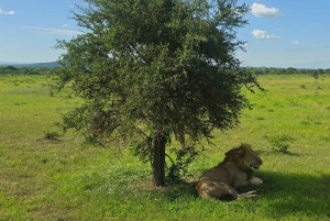 From Zanzibar: 1 Day Mikumi Safari by Flight