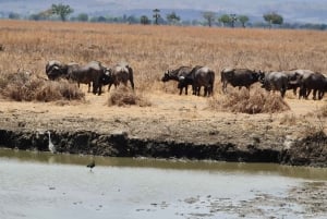 Von Sansibar: 1 Mystery Day Safari mit Transfer