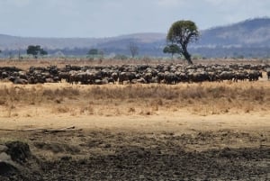 Von Sansibar: 1 Mystery Day Safari mit Transfer