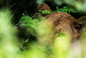 Au départ de Zanzibar : 2 jours 1 nuit Selous GR Safari avec vols