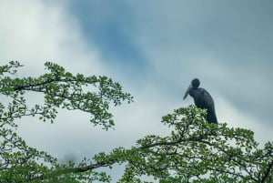 Au départ de Zanzibar : 2 jours 1 nuit Selous GR Safari avec vols