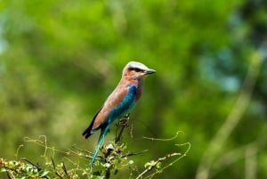 Au départ de Zanzibar : 2 jours 1 nuit Selous GR Safari avec vols