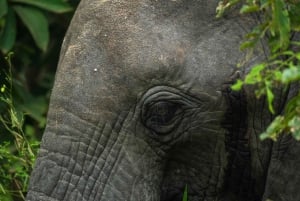 Au départ de Zanzibar : 2 jours 1 nuit Selous GR Safari avec vols