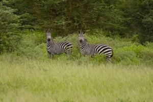 Au départ de Zanzibar : 2 jours 1 nuit Selous GR Safari avec vols