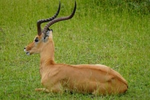 Au départ de Zanzibar : 2 jours 1 nuit Selous GR Safari avec vols