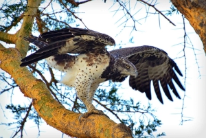 Da Zanzibar: safari di 2 giorni a Mikumi con 2 game drive e volo