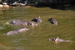 Da Zanzibar: safari di 2 giorni a Mikumi con 2 game drive e volo