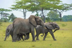 Von Sansibar: 2 Tage Nyerere-Nationalpark/Selous per Flug