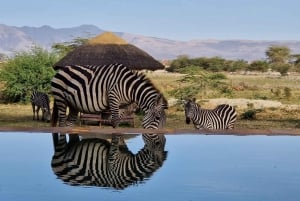 Vanuit Zanzibar: 2-daagse privé-safari Ngorongoro met vluchten