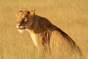 Zanzibarilta: 2 päivän Saadani-safari lennolla ja aterialla