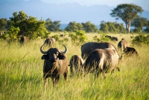 Zanzibarilta: 2 päivän Saadani-safari lennolla ja aterialla