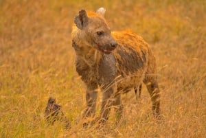 Zanzibarilta: 2 päivän Saadani-safari lennolla ja aterialla