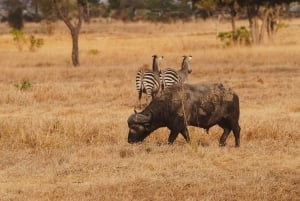 Zanzibarilta: 2 päivän Saadani-safari lennolla ja aterialla