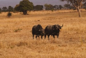 Zanzibarilta: 2 päivän Saadani-safari lennolla ja aterialla