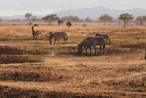 Zanzibarilta: 2 päivän Saadani-safari lennolla ja aterialla