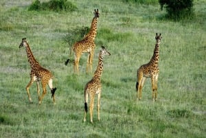 Zanzibarilta: 2 päivän Saadani-safari lennolla ja aterialla
