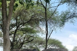 Zanzibarilta: 2 päivän Saadani-safari lennolla ja aterialla