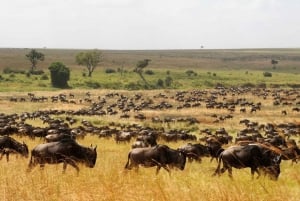 Desde Zanzíbar: Safari de 2 días por el Serengeti con vuelos