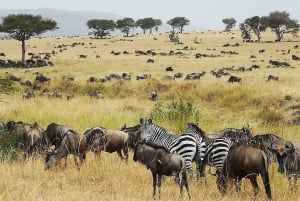 Fra Zanzibar: 2-dagers Serengeti Safari-tur med fly