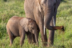 From Zanzibar: 2-Day Serengeti Safari with Domestic Flights