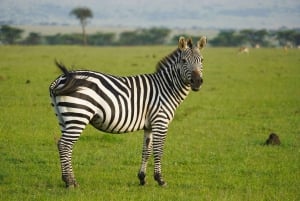 From Zanzibar: 2-Day Serengeti Safari with Domestic Flights